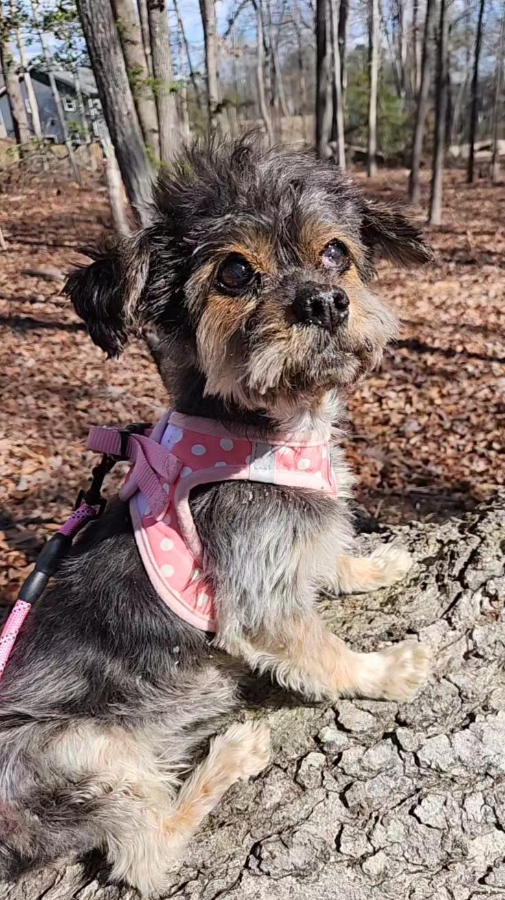 Enlarge Madaline , an adopted mixed breed in Pelzer, SC image 2/3