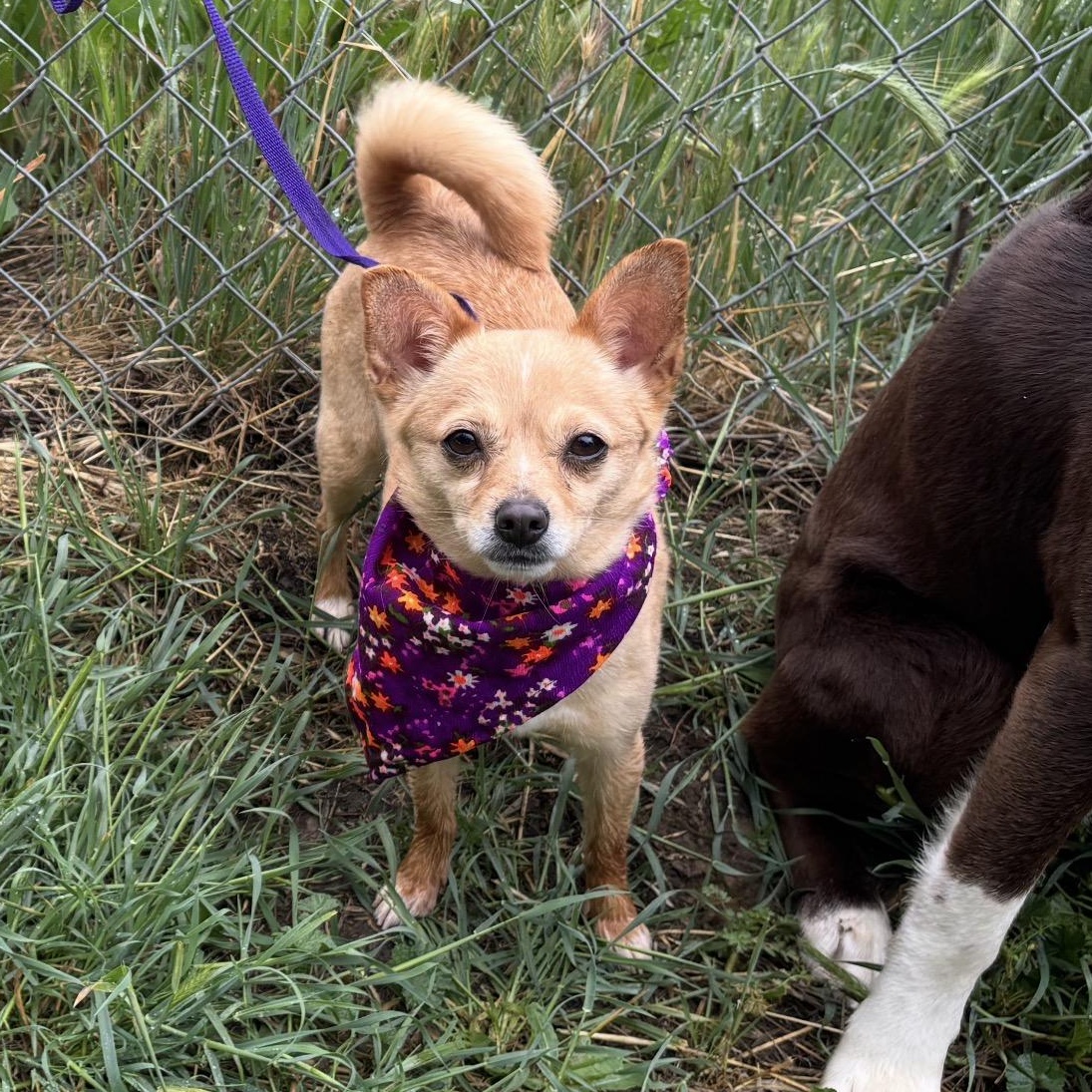 Nina, adopted, Adult Female Chihuahua.