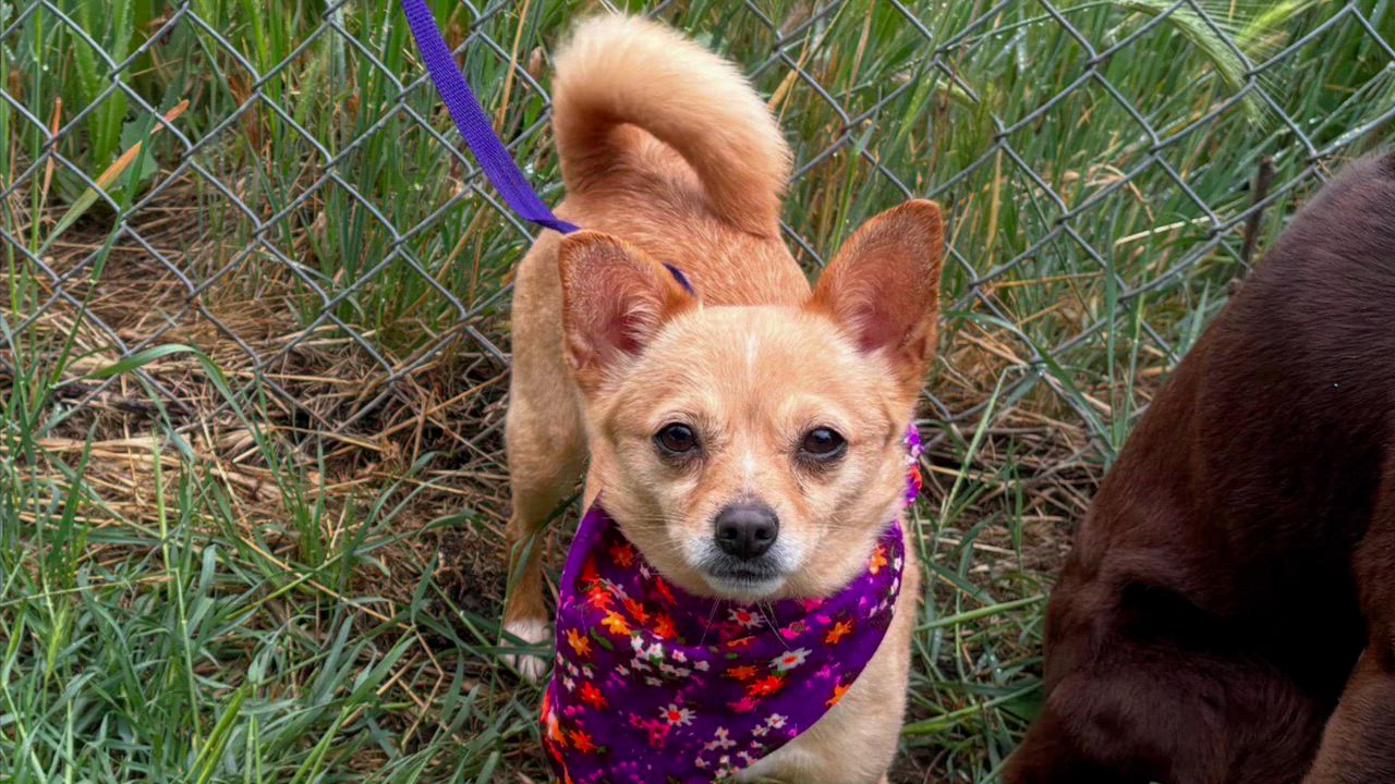 Enlarge Nina, an adopted mixed breed in Woodland, CA video 1/2