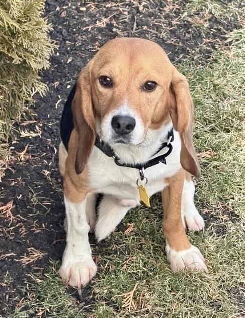 Enlarge Huey, an adopted Beagle in South Plainfield, NJ image 1/3