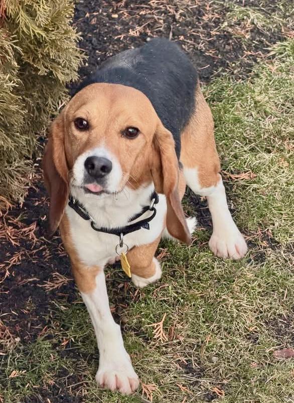 Enlarge Huey, an adopted Beagle in South Plainfield, NJ image 2/3