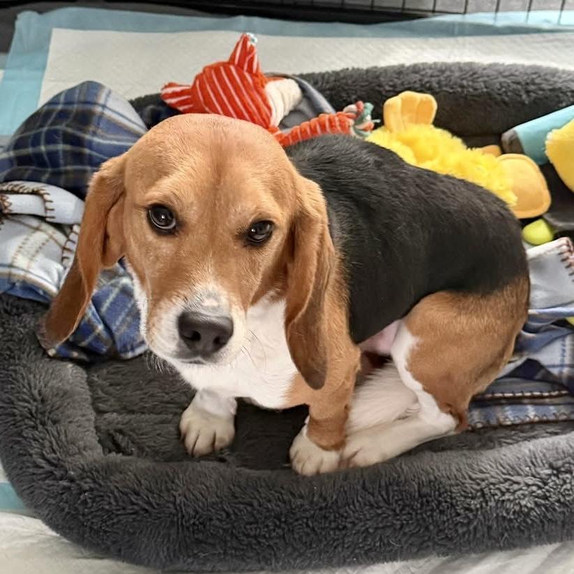 Enlarge Huey, an adopted Beagle in South Plainfield, NJ image 3/3