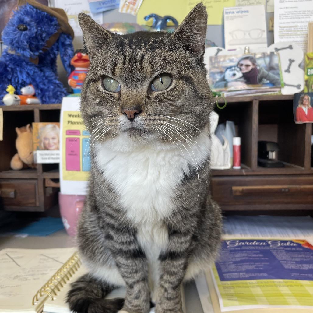 Nene, Adoptable, Senior Male Domestic Short Hair.