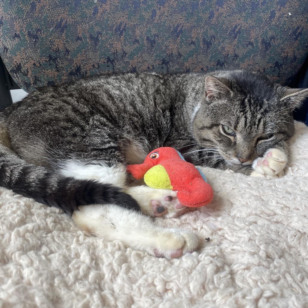 Enlarge Nene, a Adoptable Domestic Short Hair in Allentown, PA image 2/6