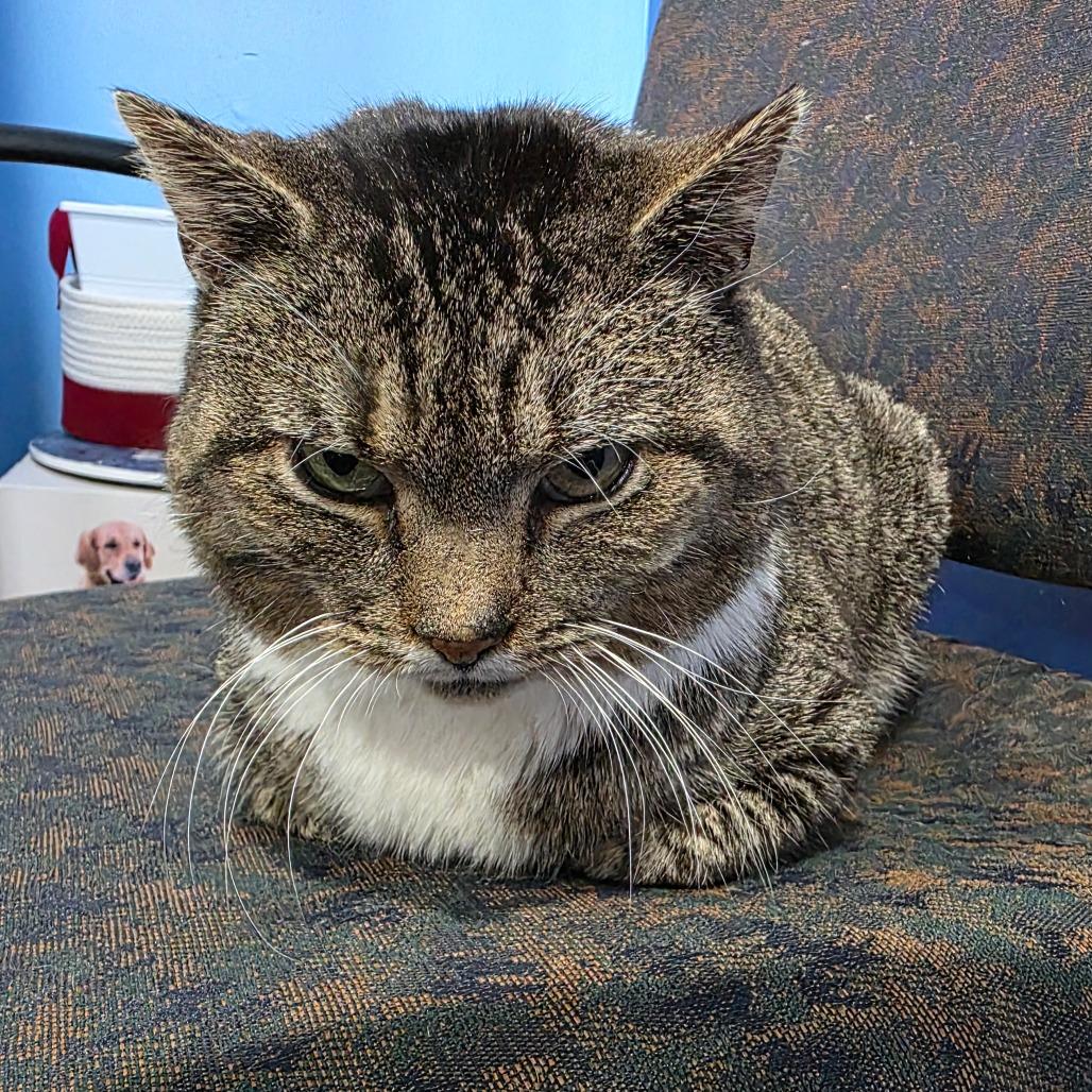 Enlarge Nene, a Adoptable Domestic Short Hair in Allentown, PA image 3/6