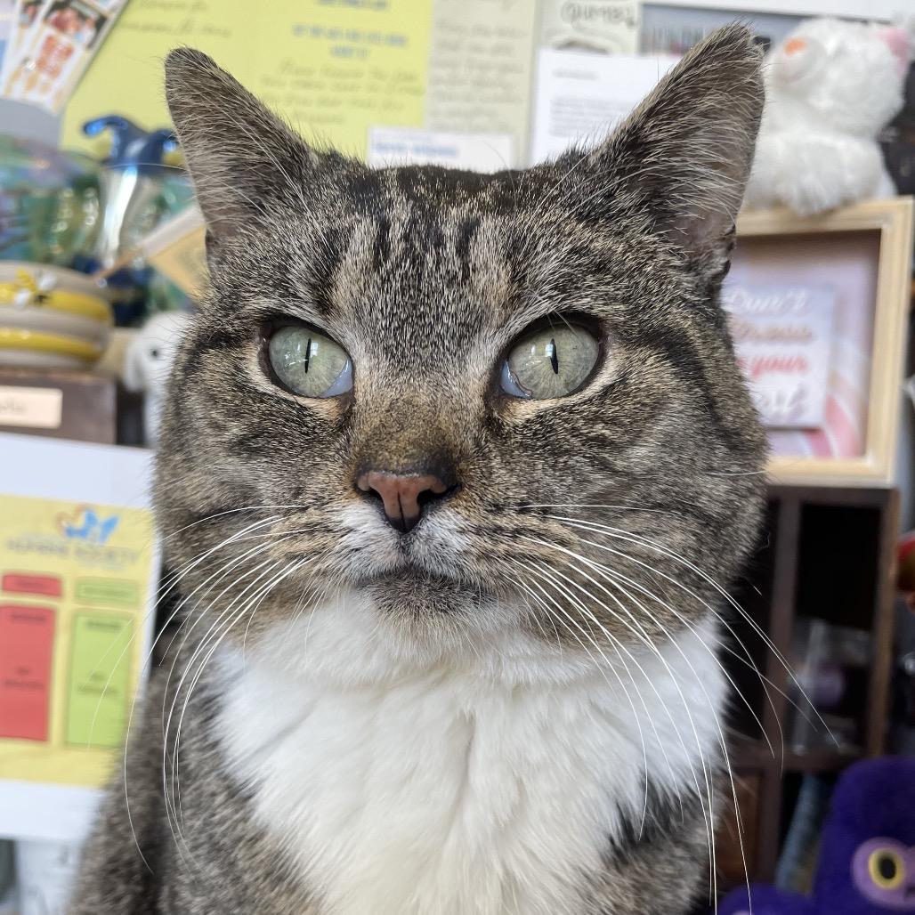 Enlarge Nene, a Adoptable Domestic Short Hair in Allentown, PA image 4/6
