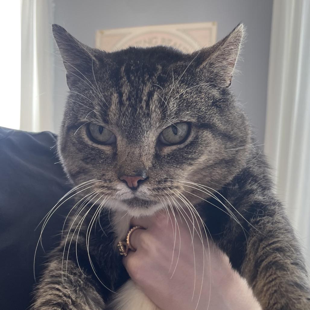 Enlarge Nene, a Adoptable Domestic Short Hair in Allentown, PA image 5/6