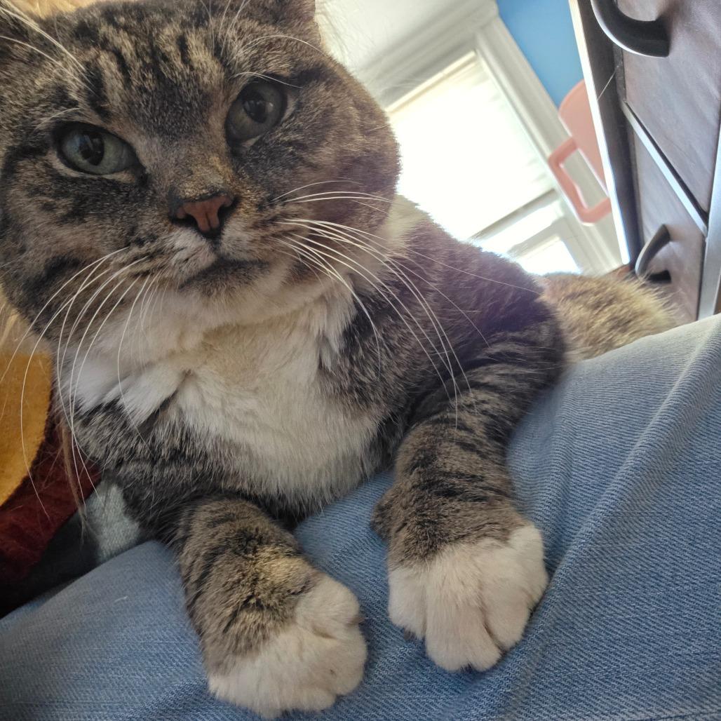 Enlarge Nene, a Adoptable Domestic Short Hair in Allentown, PA image 6/6