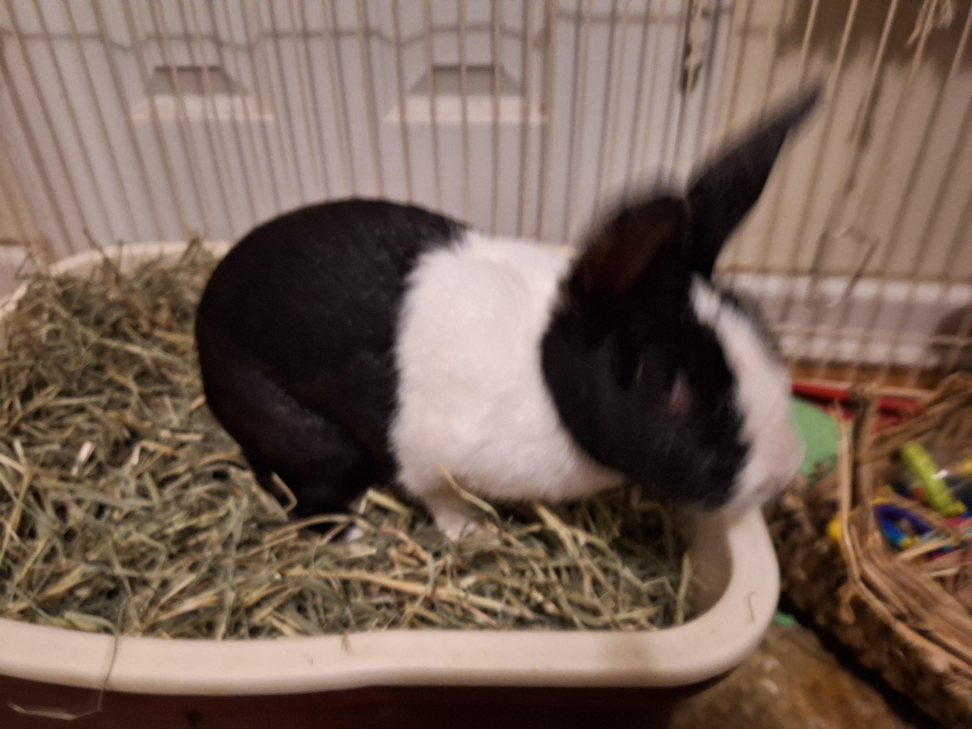 MACKENZIE (SENIOR SPAYED FEMALE) photo 3