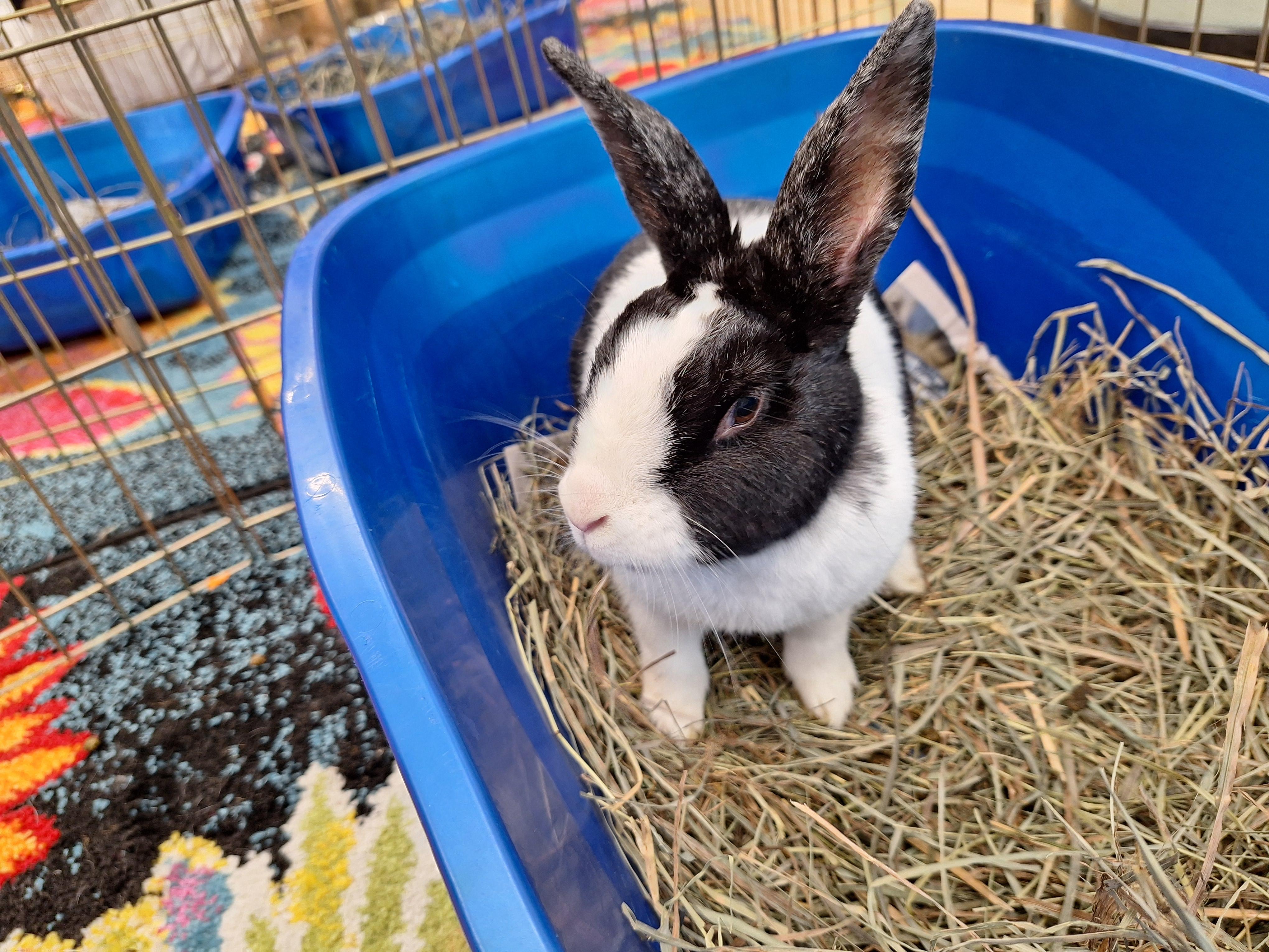MACKENZIE (SENIOR SPAYED FEMALE) photo 4