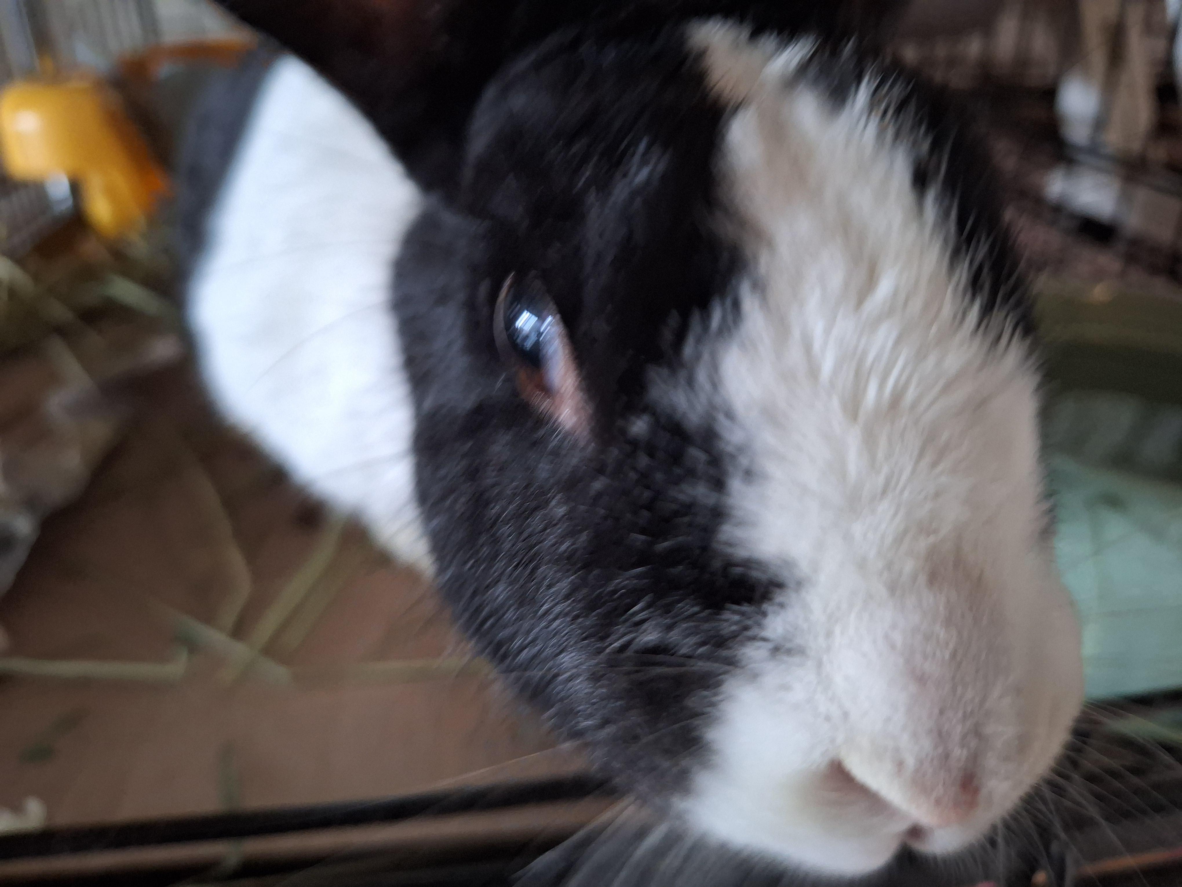 MACKENZIE (SENIOR SPAYED FEMALE) photo 5