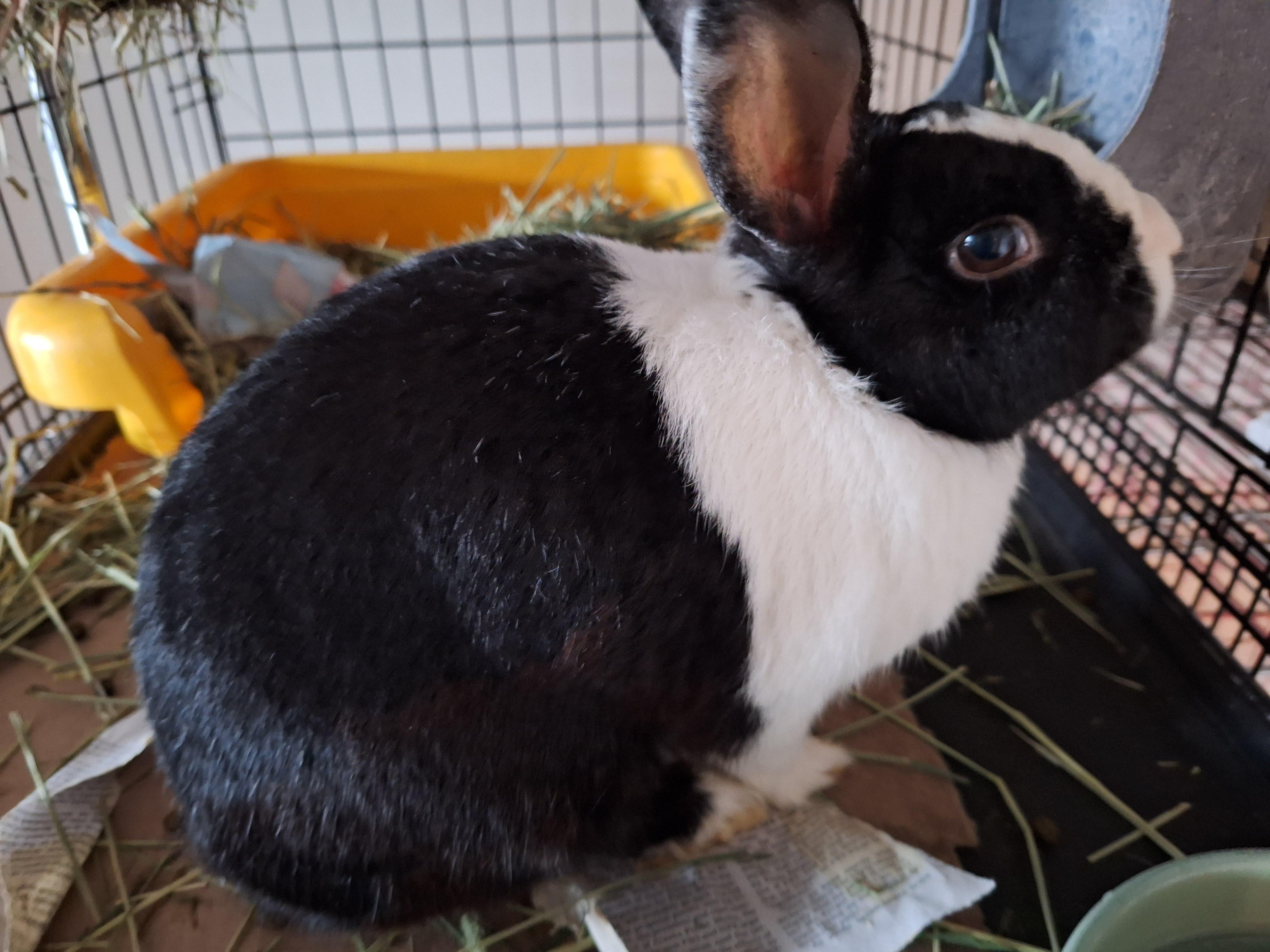 MACKENZIE (SENIOR SPAYED FEMALE) photo 6