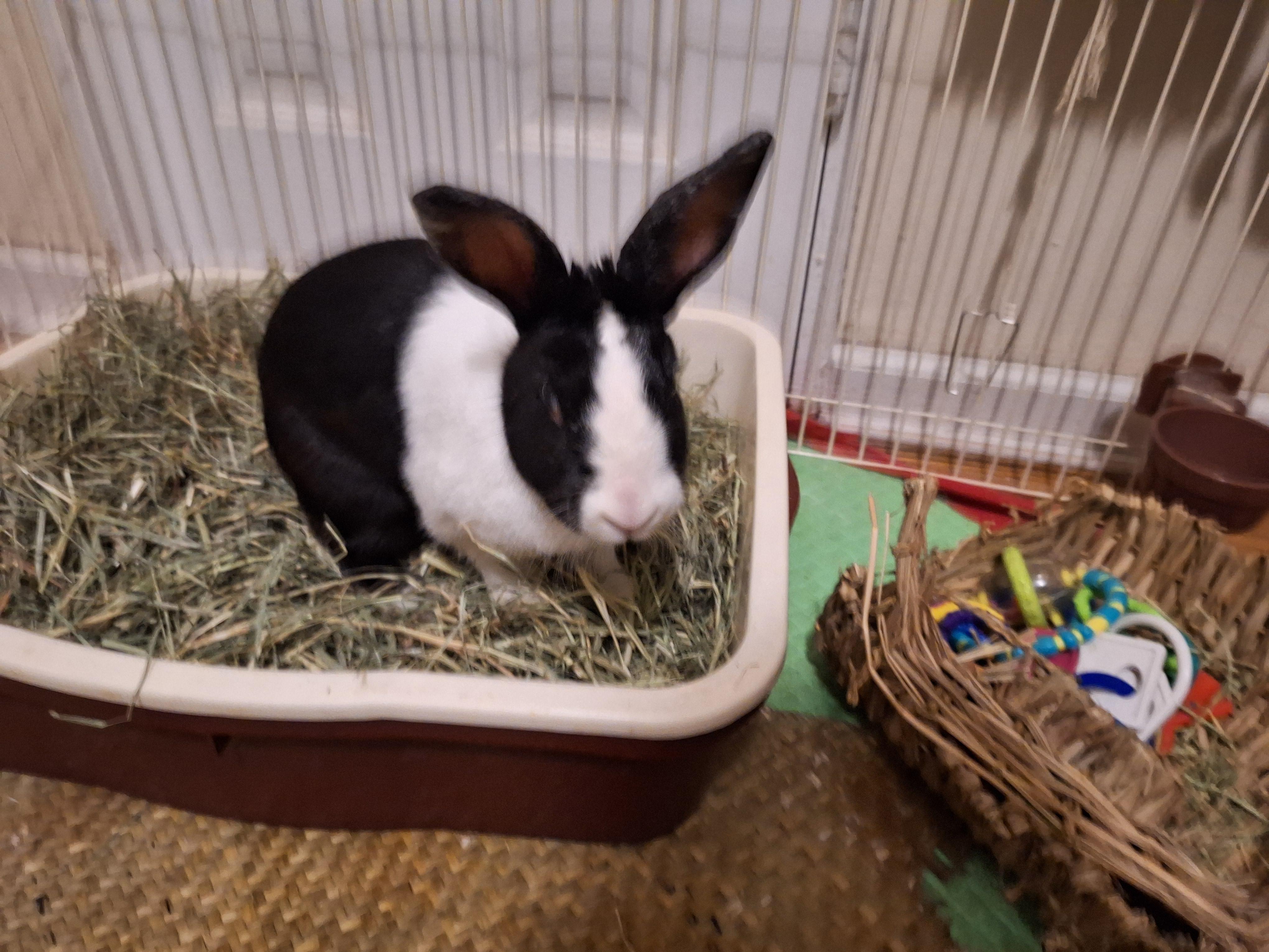 MACKENZIE (SENIOR SPAYED FEMALE) photo 2