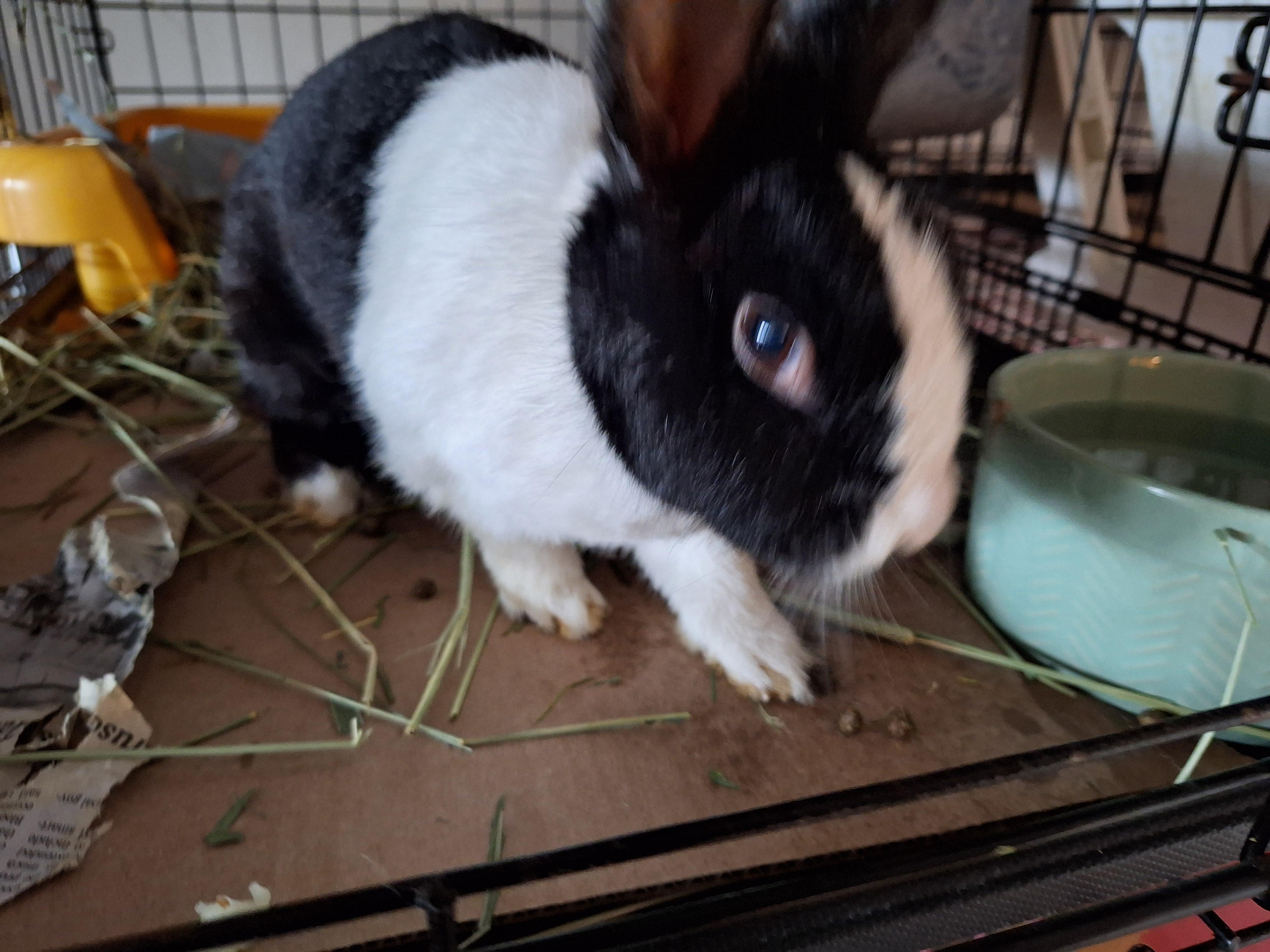 MACKENZIE (SENIOR SPAYED FEMALE), Adult Female unknown