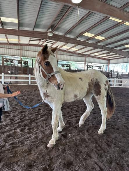 Enlarge Chess, a ADOPTABLE Grade in Mount Hermon, LA image 1/1