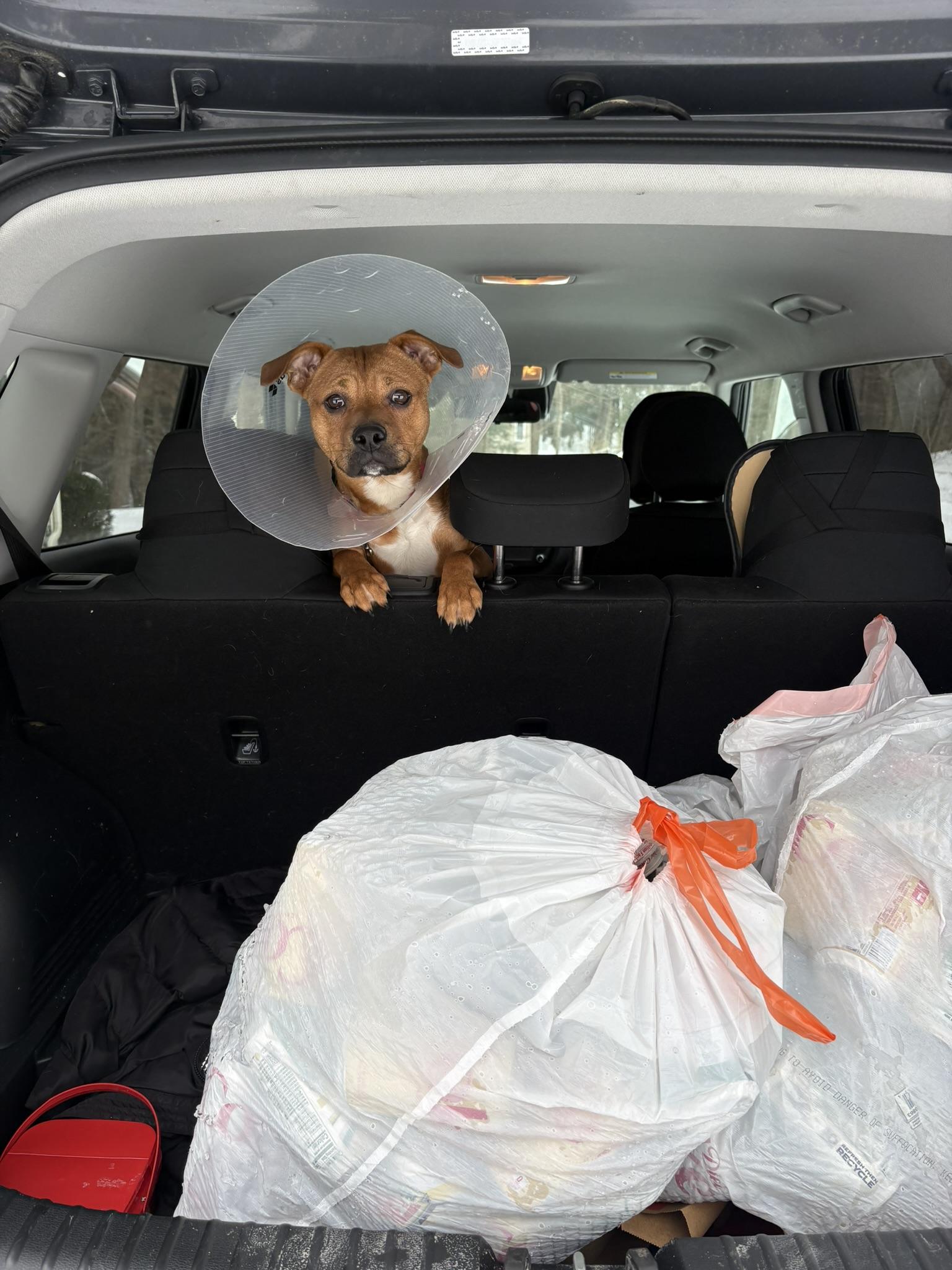 Enlarge Charity, a ADOPTABLE mixed breed in Carmel, NY image 3/5