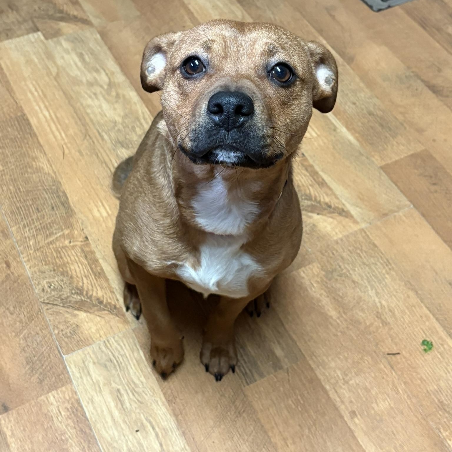 Enlarge Charity, a ADOPTABLE mixed breed in Carmel, NY image 2/5