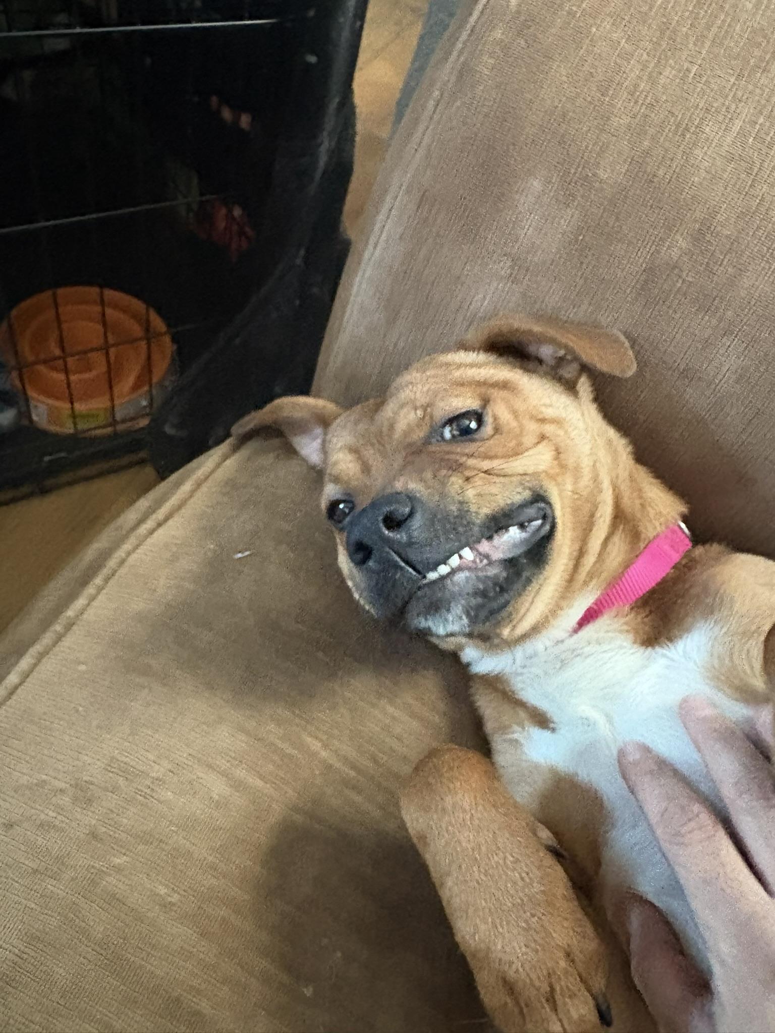 Enlarge Charity, a ADOPTABLE mixed breed in Carmel, NY image 4/5