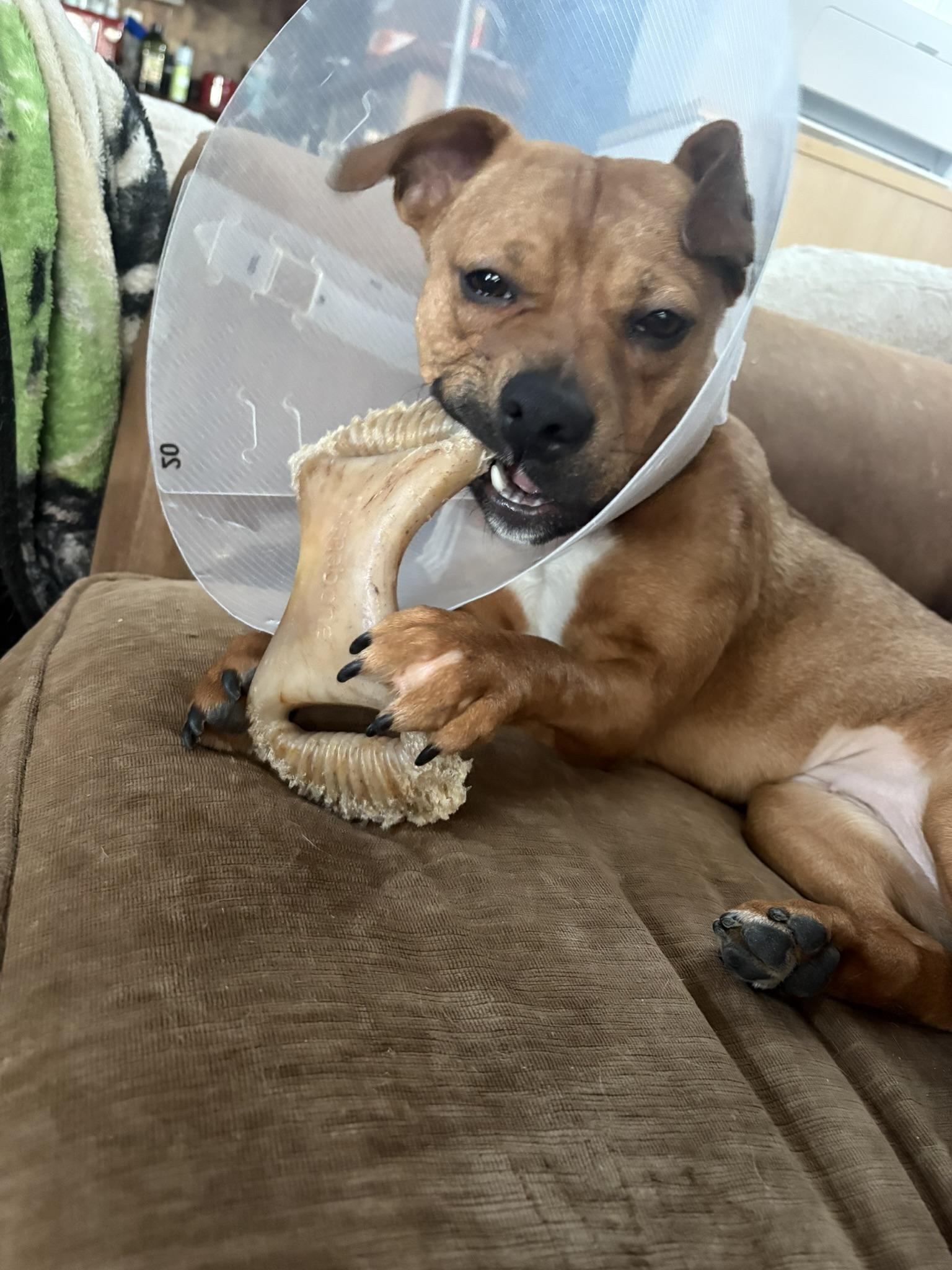 Enlarge Charity, a ADOPTABLE mixed breed in Carmel, NY image 5/5