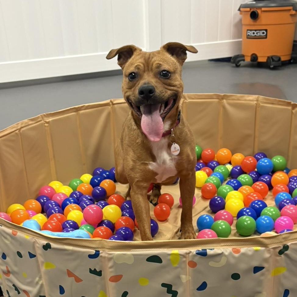 Enlarge Charity, a ADOPTABLE mixed breed in Carmel, NY image 1/5