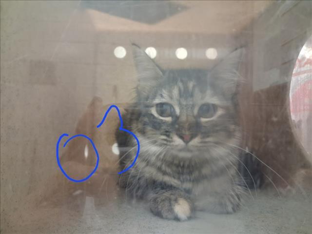 Enlarge BARNDOOR, a Adoptable Domestic Short Hair in Santa Fe, NM image 1/1