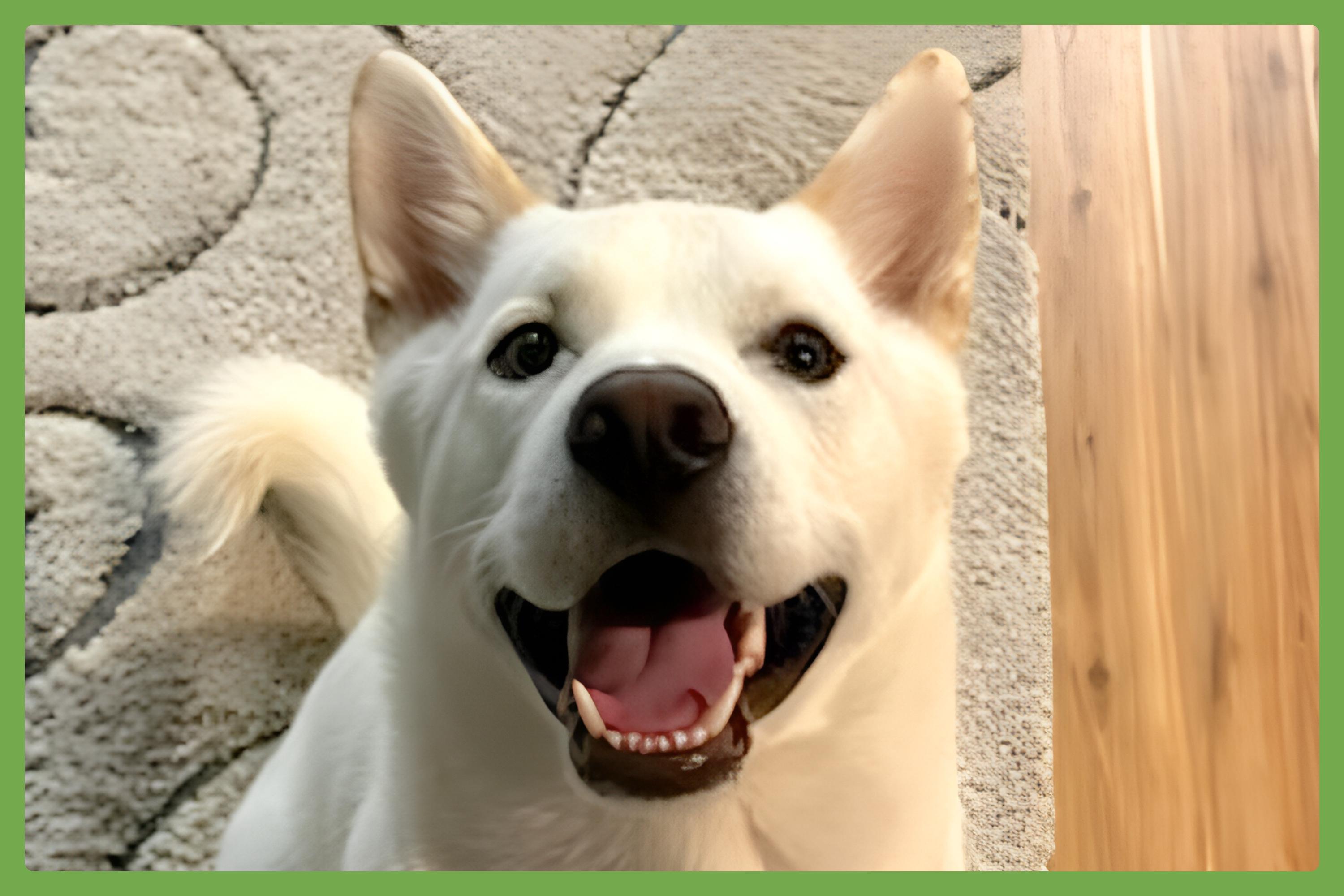 Sarang — thumbnail 2