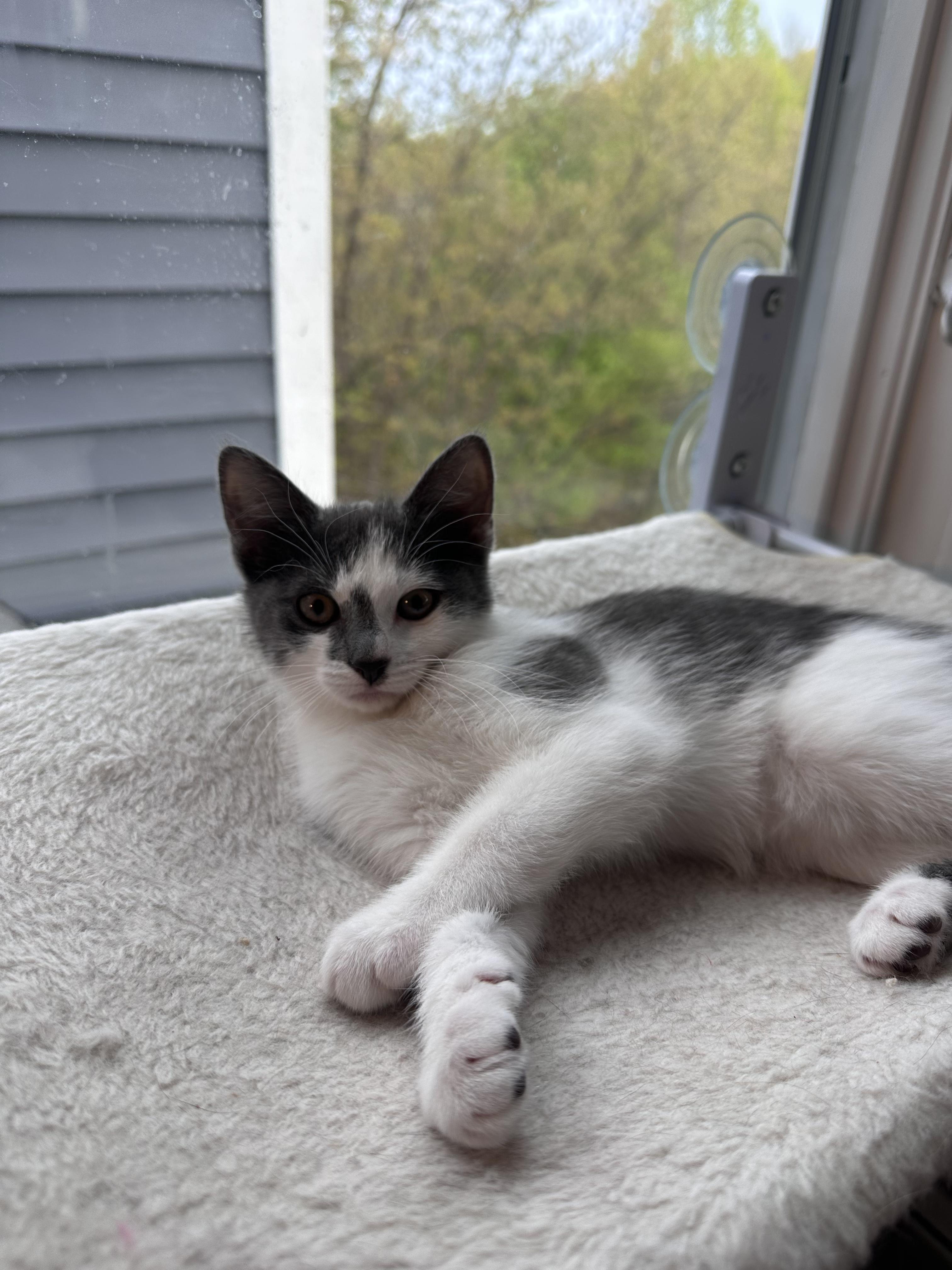 Enlarge Petunia, a Adoptable Domestic Short Hair in New Britain, CT image 3/3