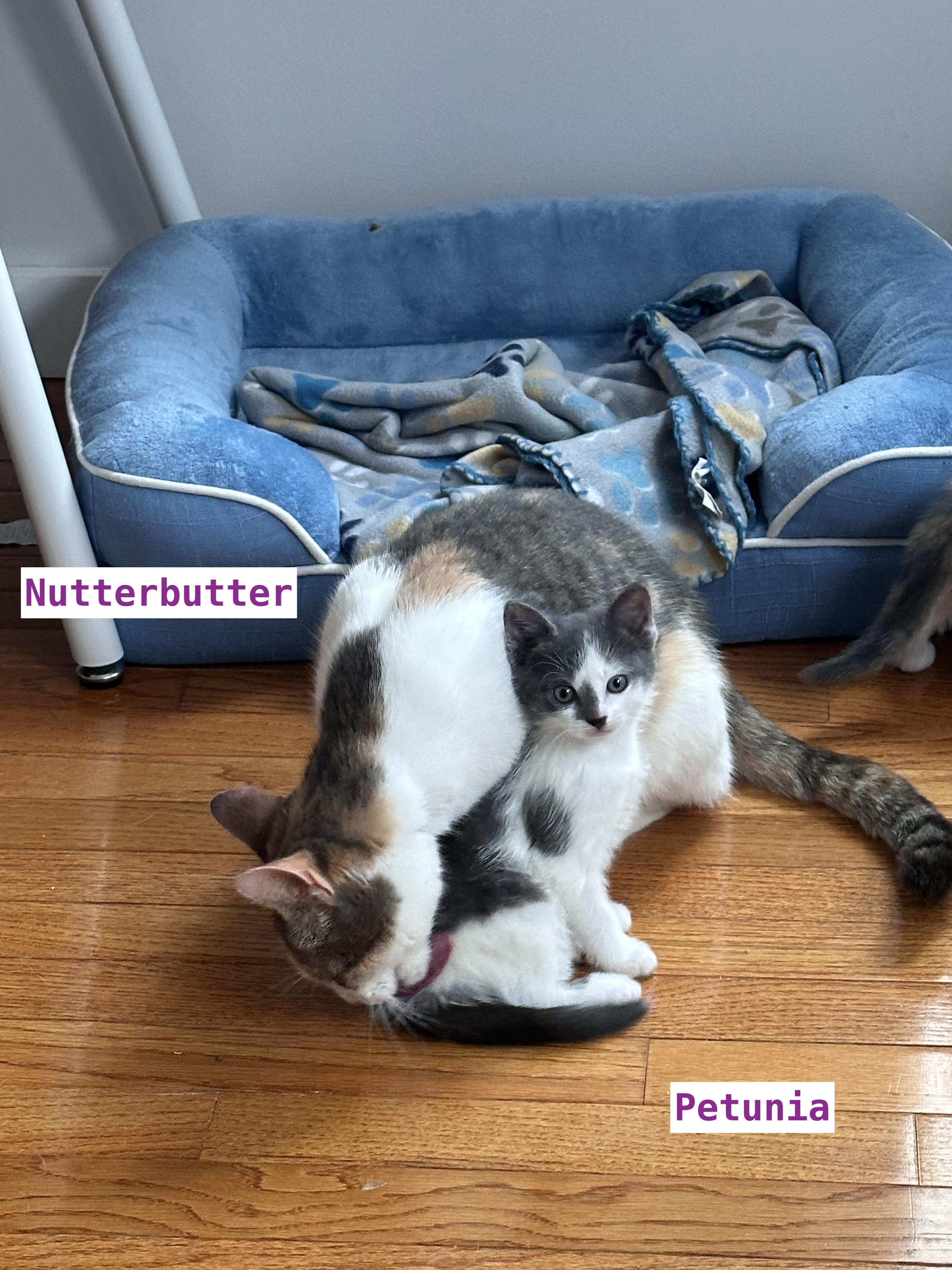 Enlarge Petunia, a Adoptable Domestic Short Hair in New Britain, CT image 2/3