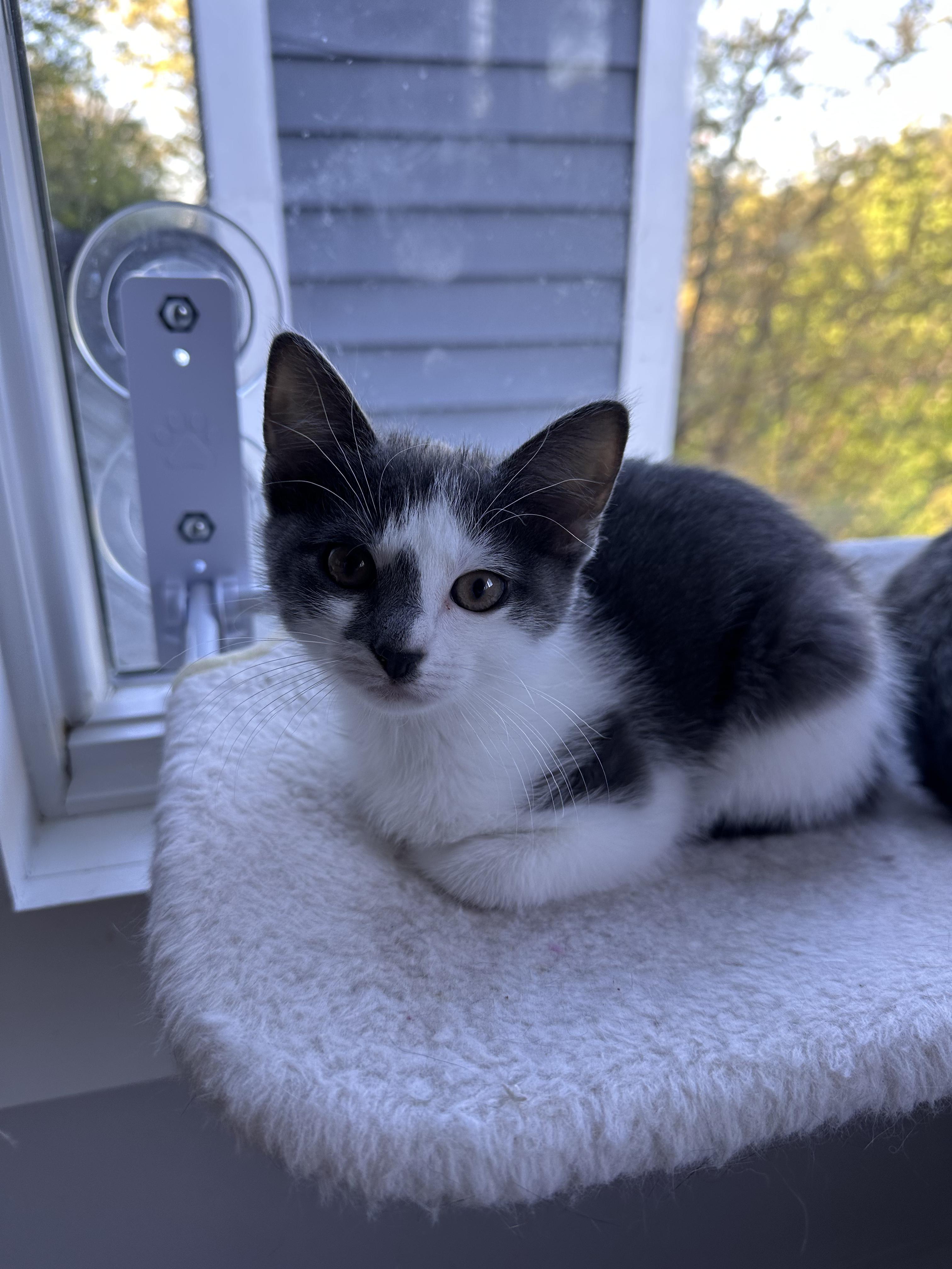 Enlarge Petunia, a Adoptable Domestic Short Hair in New Britain, CT image 1/3