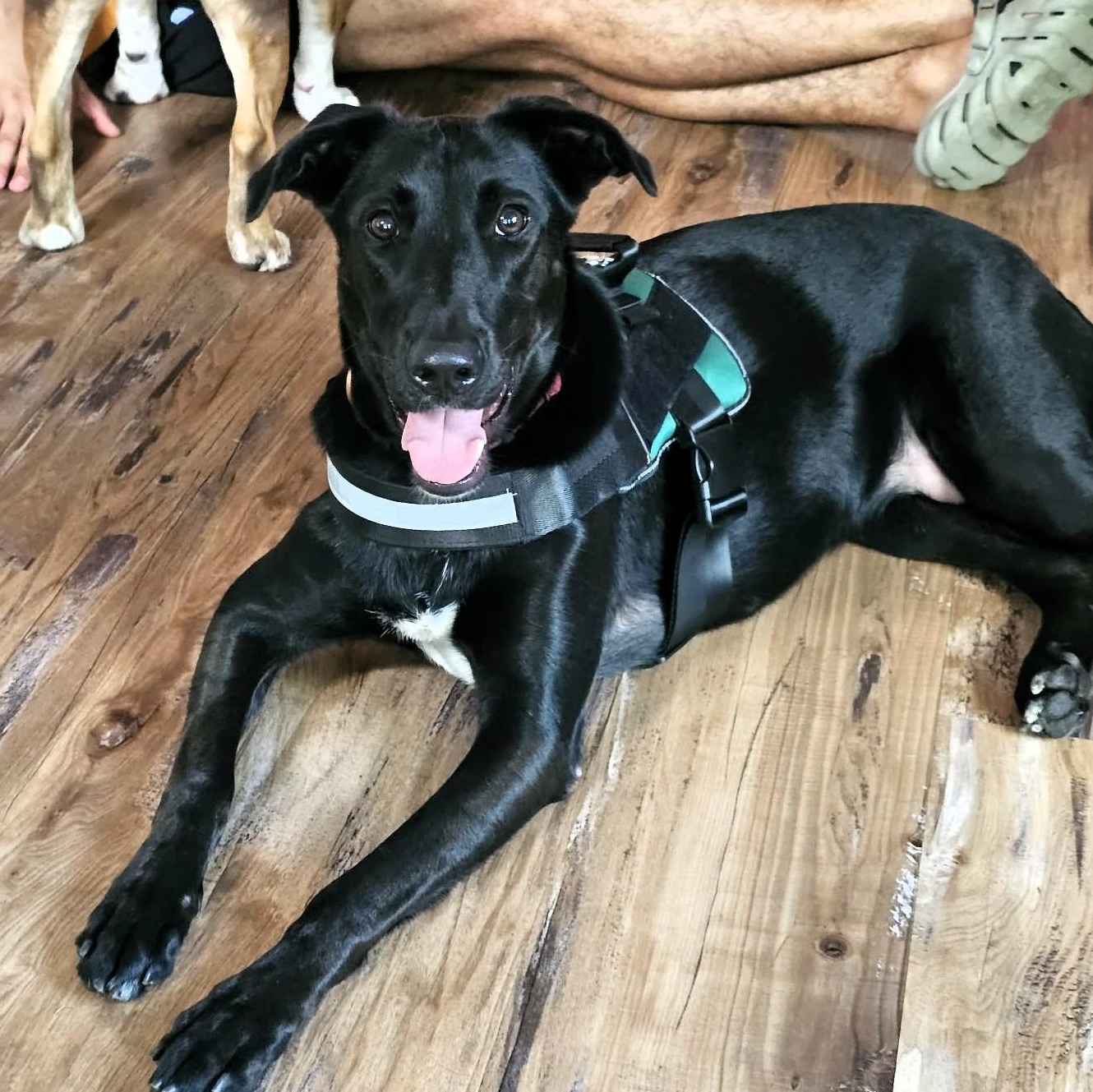 Enlarge RUBY, a Adoptable mixed breed in Largo, FL image 1/6