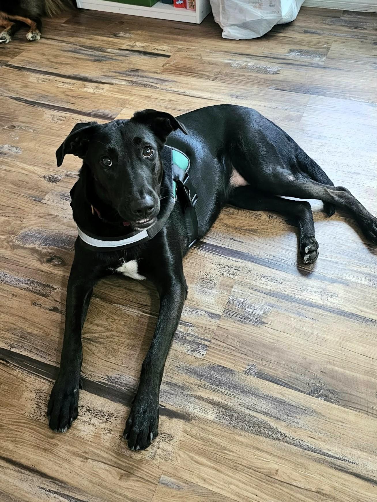 Enlarge RUBY, a Adoptable mixed breed in Largo, FL image 3/6