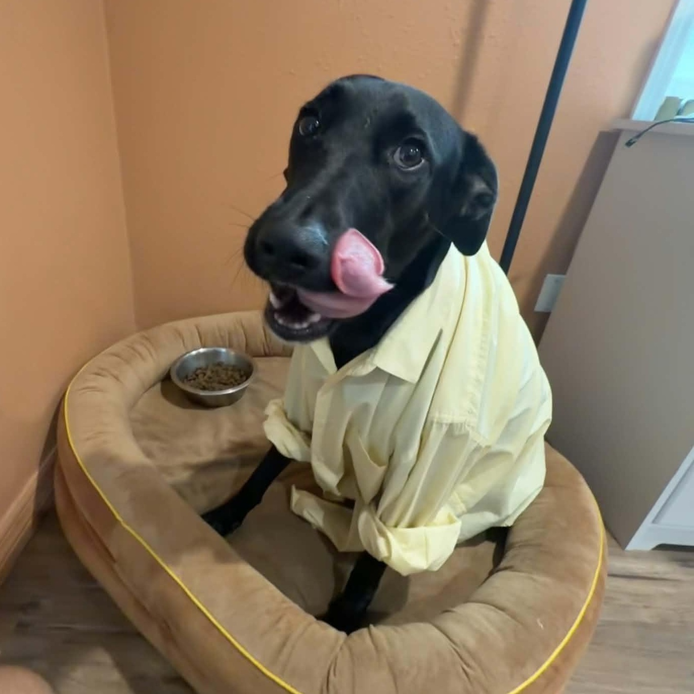 Enlarge RUBY, a Adoptable mixed breed in Largo, FL image 2/6