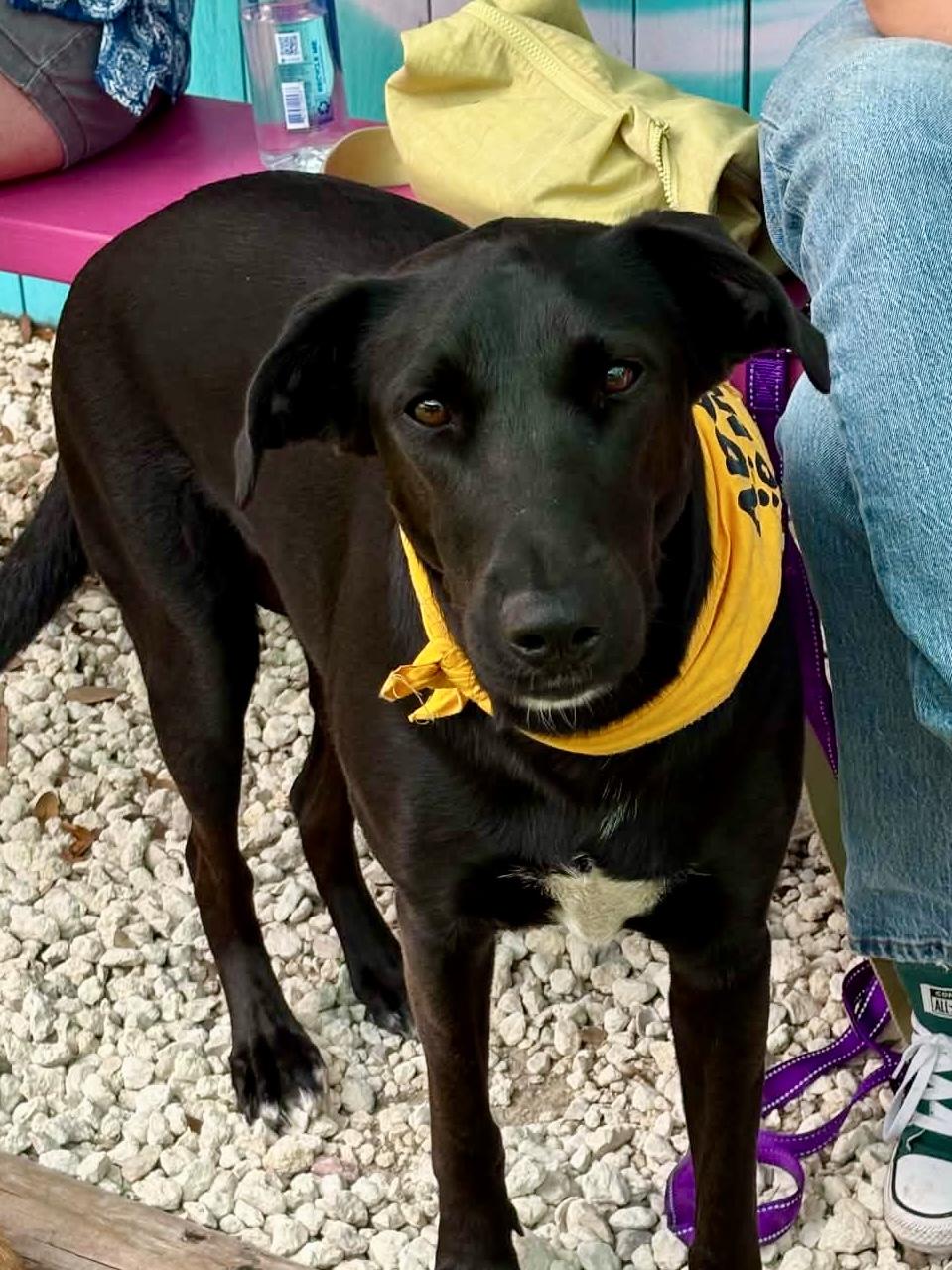 Enlarge RUBY, a Adoptable mixed breed in Largo, FL image 6/6