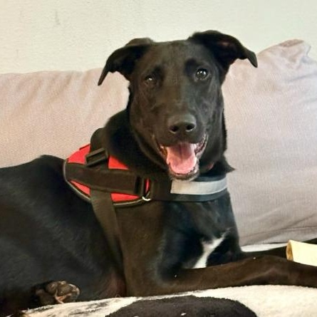 Enlarge RUBY, a Adoptable mixed breed in Largo, FL image 4/6