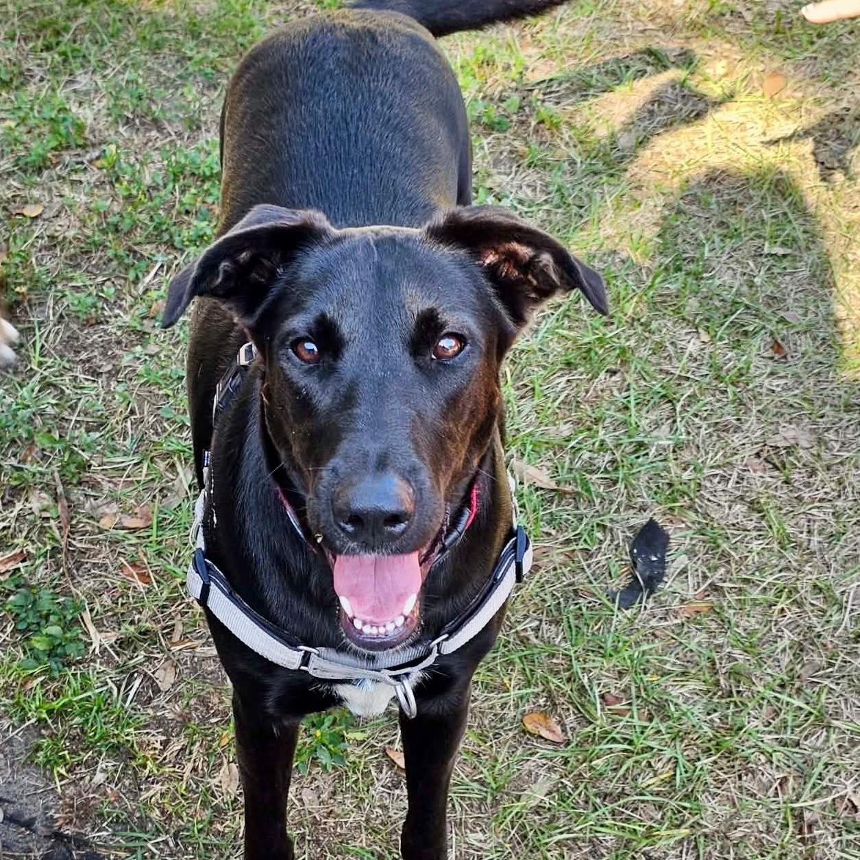 Enlarge RUBY, a Adoptable mixed breed in Largo, FL image 5/6