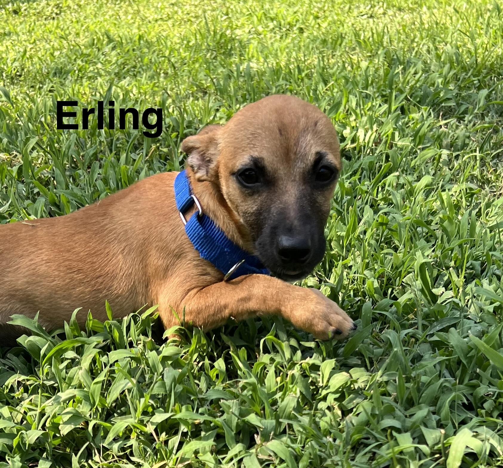 Erling, an adopted Chihuahua in Pawleys Island, SC image 3/3
