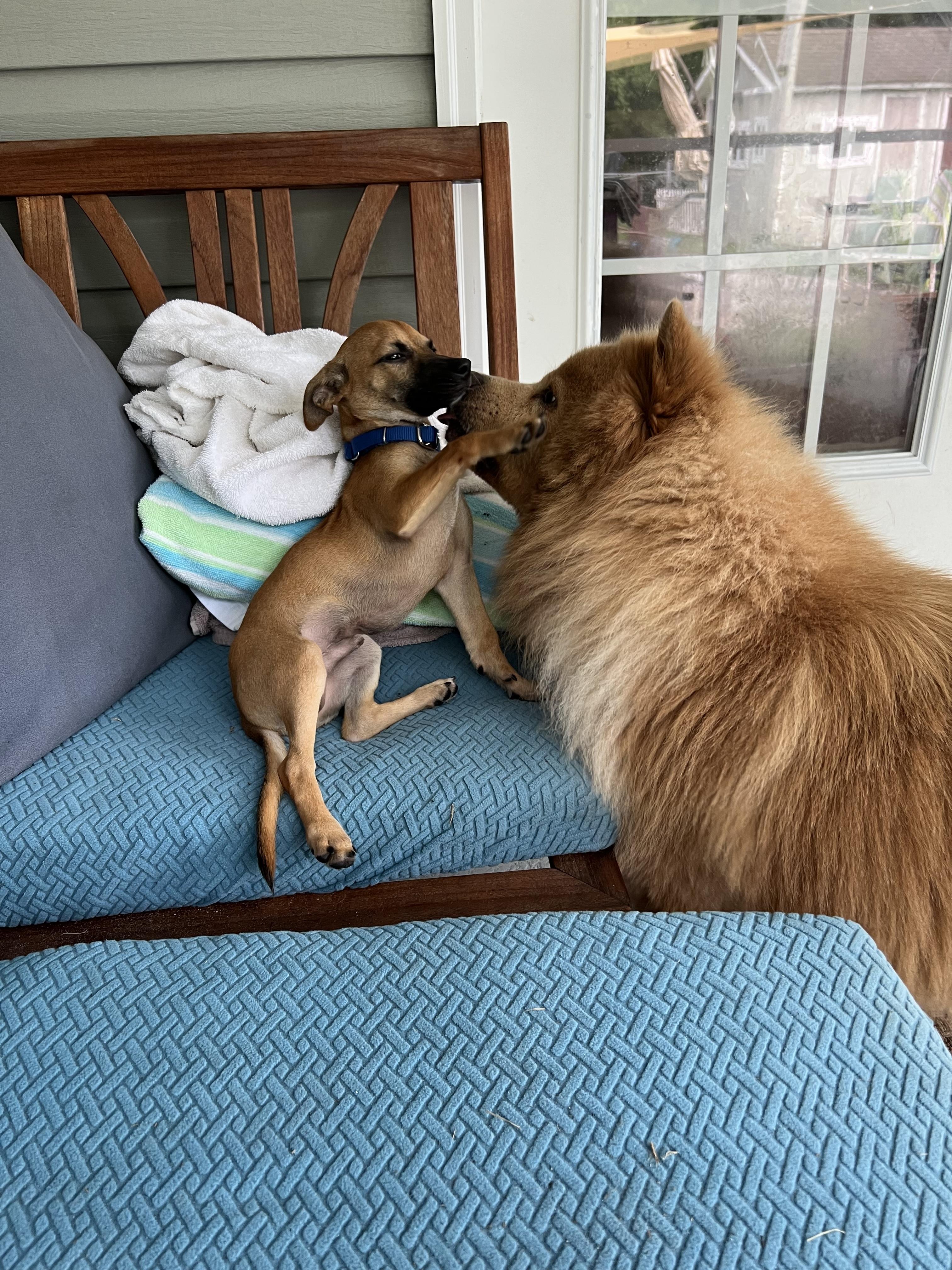 Erling, an adopted Chihuahua in Pawleys Island, SC image 2/3