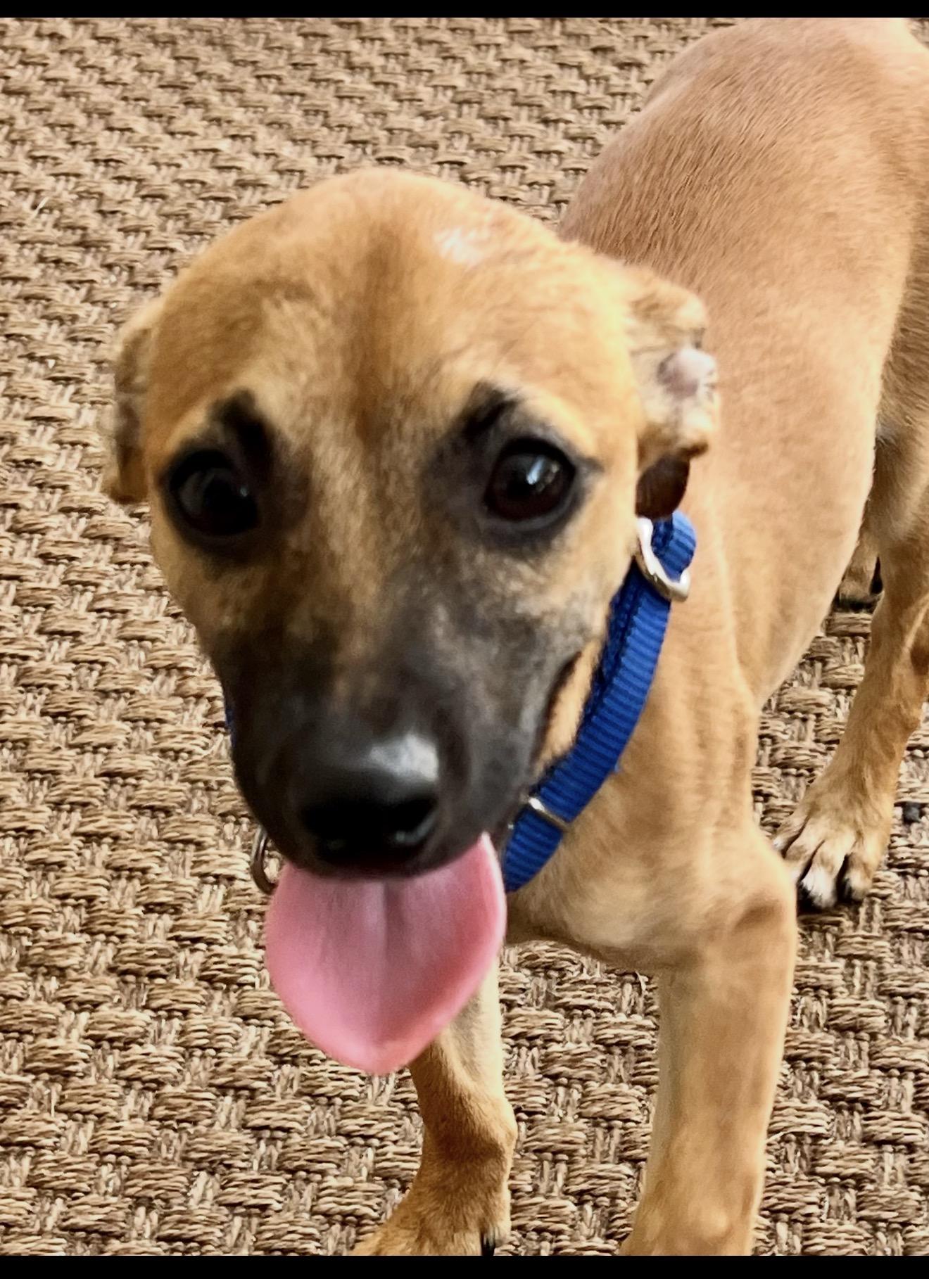 Erling, adopted, Young Male Chihuahua.