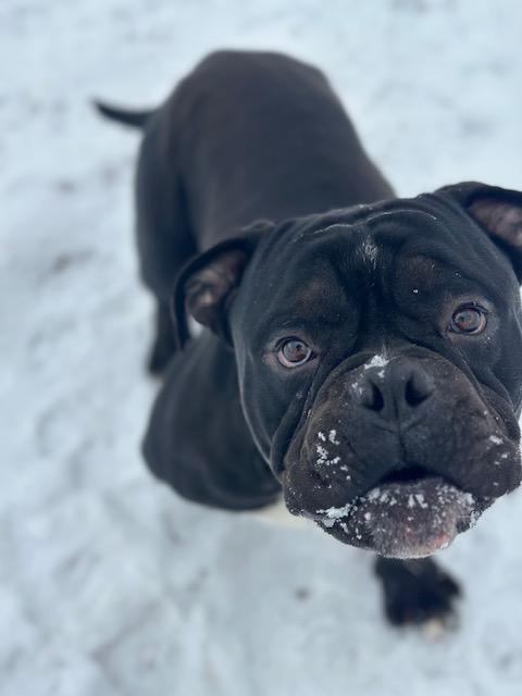 Tank, a ADOPTABLE mixed breed in Lyndhurst, NJ image 2/6