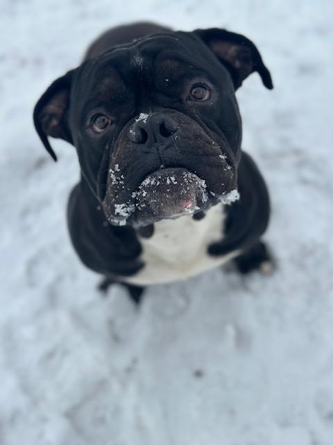 Tank, a ADOPTABLE mixed breed in Lyndhurst, NJ image 4/6