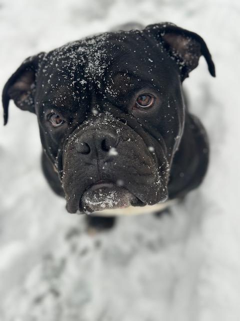 Tank, a ADOPTABLE mixed breed in Lyndhurst, NJ image 1/6