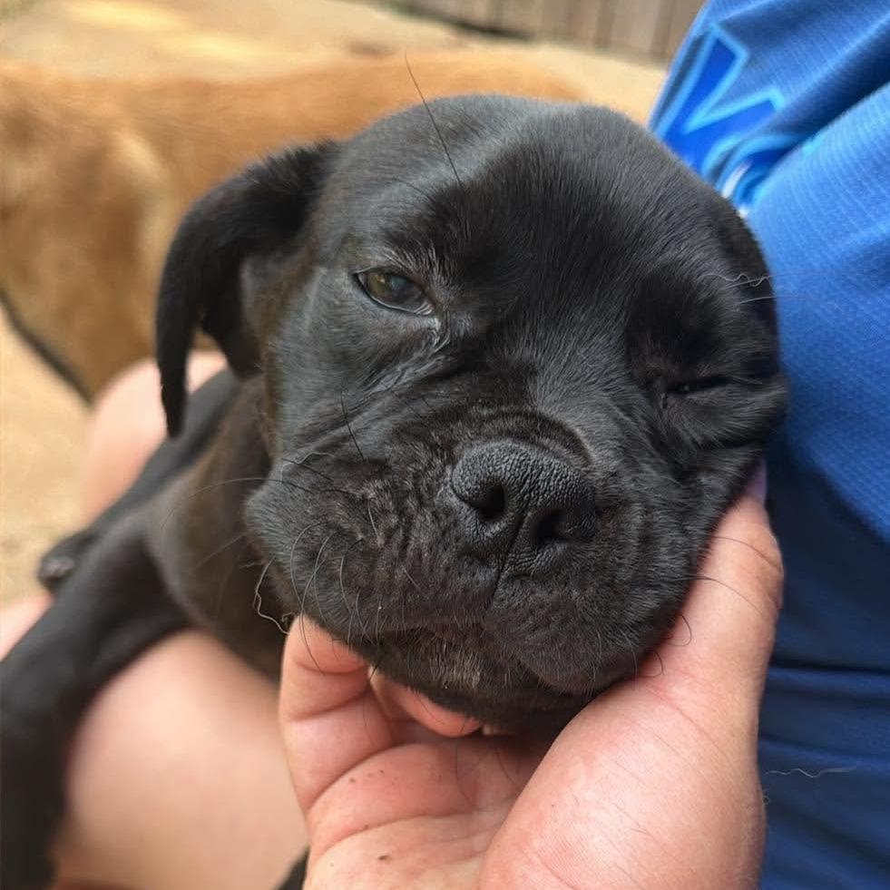 Haze, Adoptable, Puppy Female Pug & Mixed Breed.
