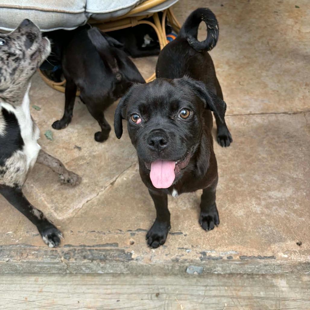 Haze, a Adoptable mixed breed in Newcastle, OK image 2/2