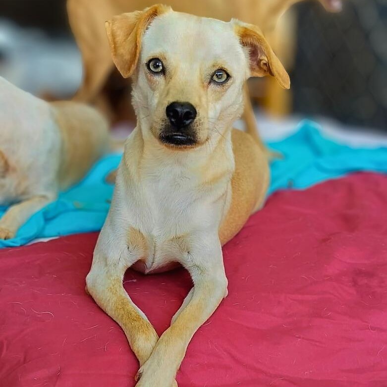 Enlarge Tanner, a Adoptable mixed breed in Annapolis, MD image 3/6