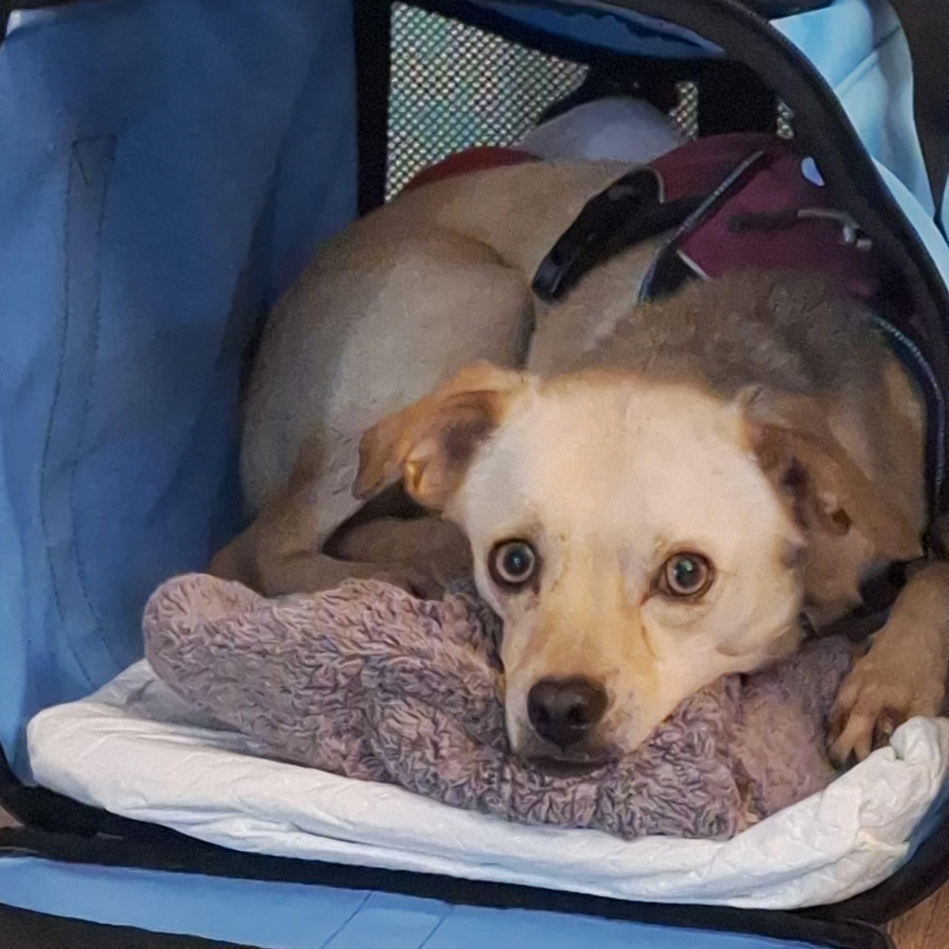 Enlarge Tanner, a Adoptable mixed breed in Annapolis, MD image 6/6