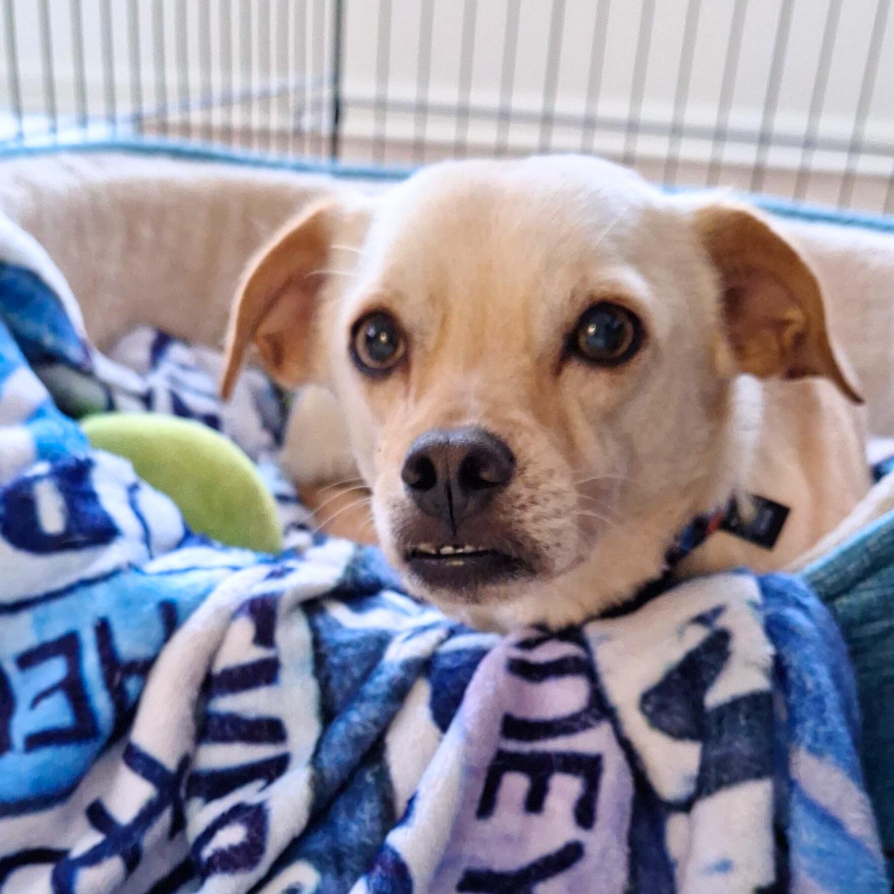 Enlarge Tanner, a Adoptable mixed breed in Annapolis, MD image 5/6