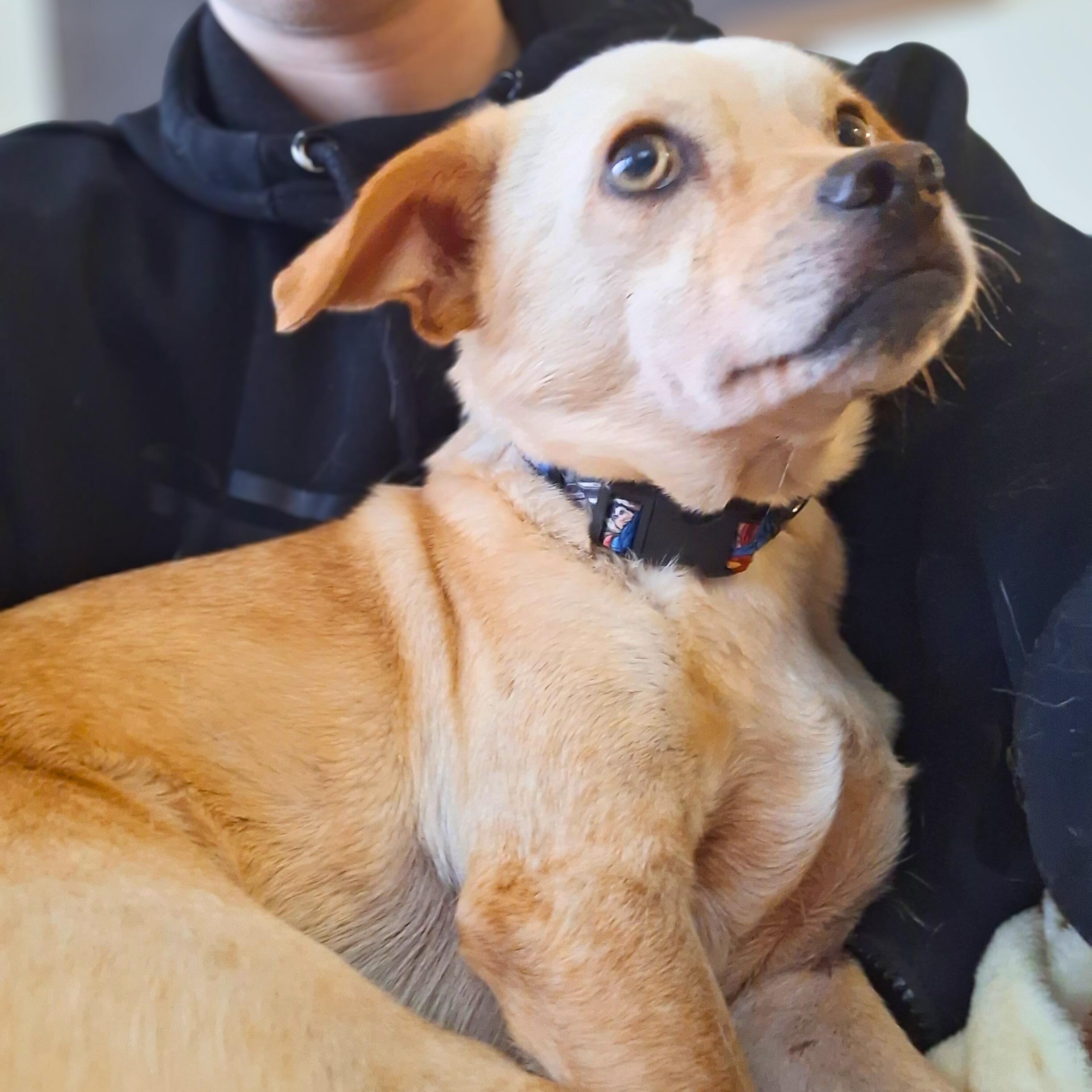 Enlarge Tanner, a Adoptable mixed breed in Annapolis, MD image 4/6