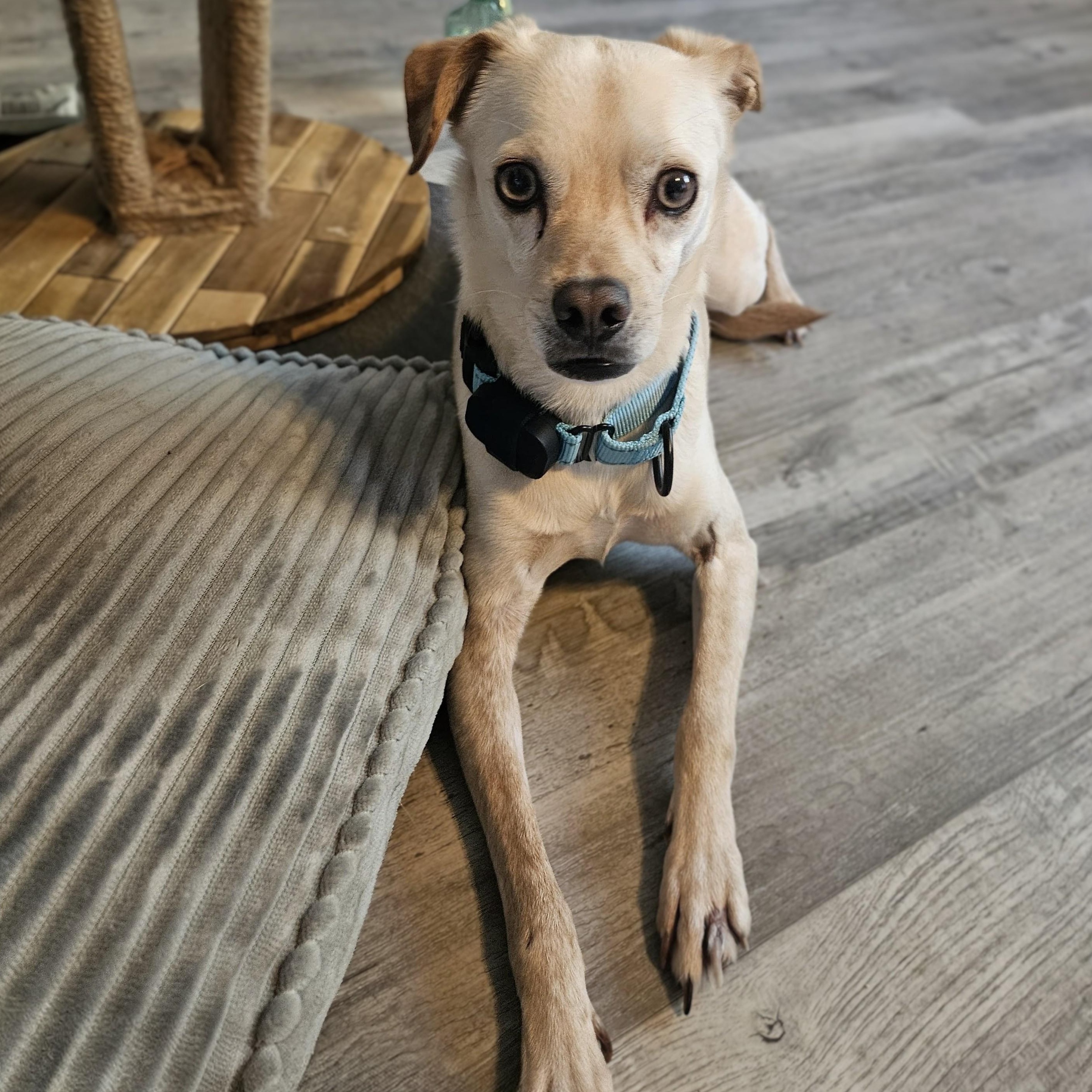 Tanner, Adoptable, Adult Male Chihuahua.