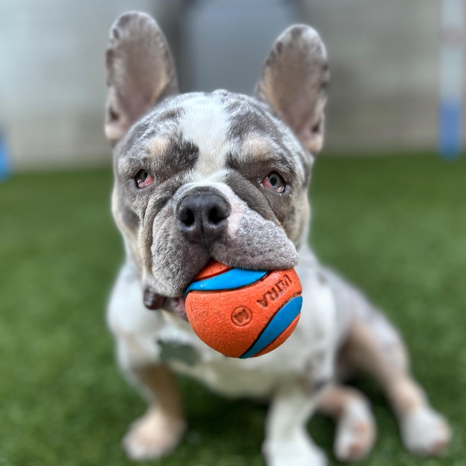 Zinnie, a Adoptable French Bulldog in Citrus Heights, CA image 4/6