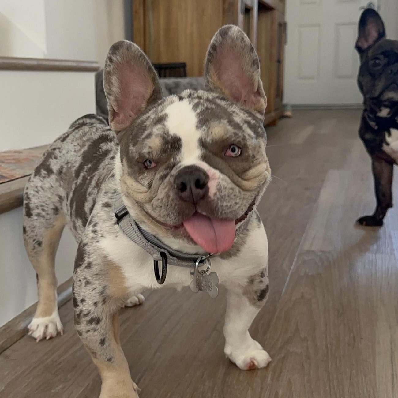 Zinnie, a Adoptable French Bulldog in Citrus Heights, CA image 5/6